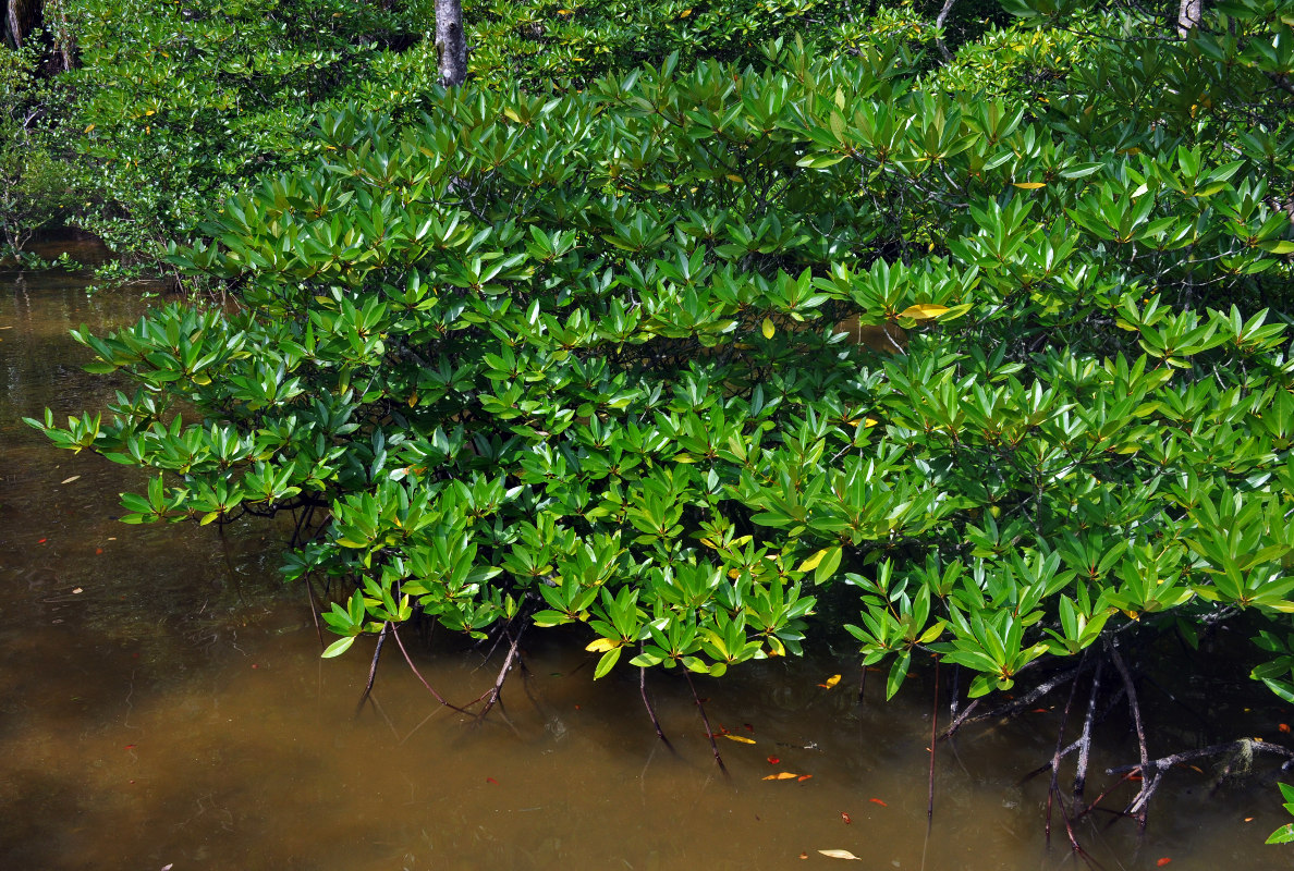 Изображение особи Rhizophora apiculata.