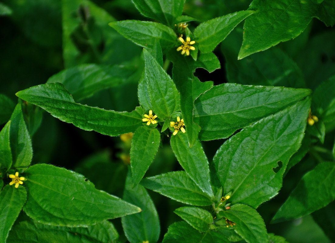 Image of Synedrella nodiflora specimen.