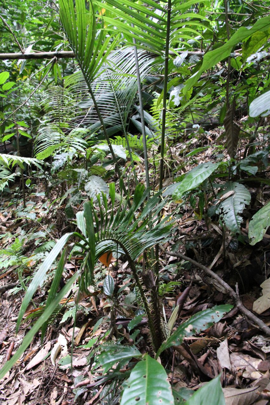 Image of genus Calamus specimen.