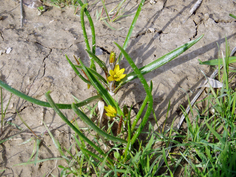 Изображение особи Gagea capusii.