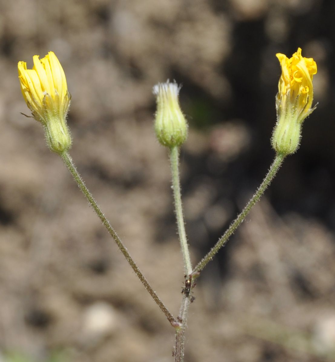 Image of genus Crepis specimen.