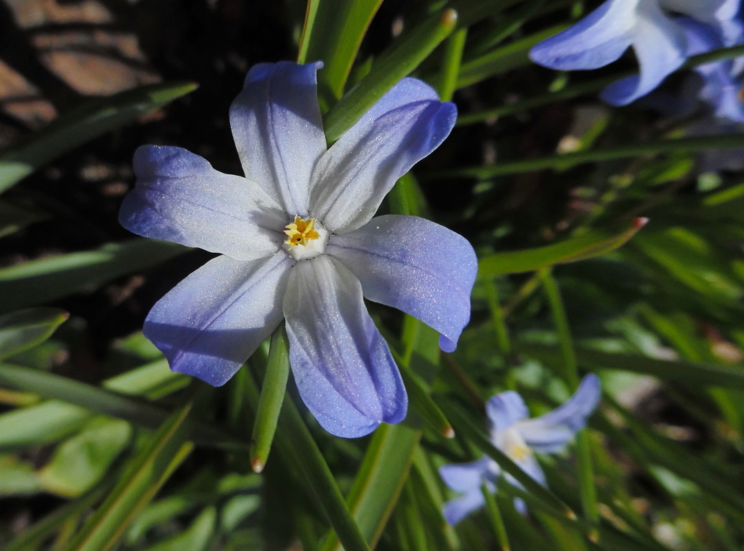 Image of Chionodoxa luciliae specimen.