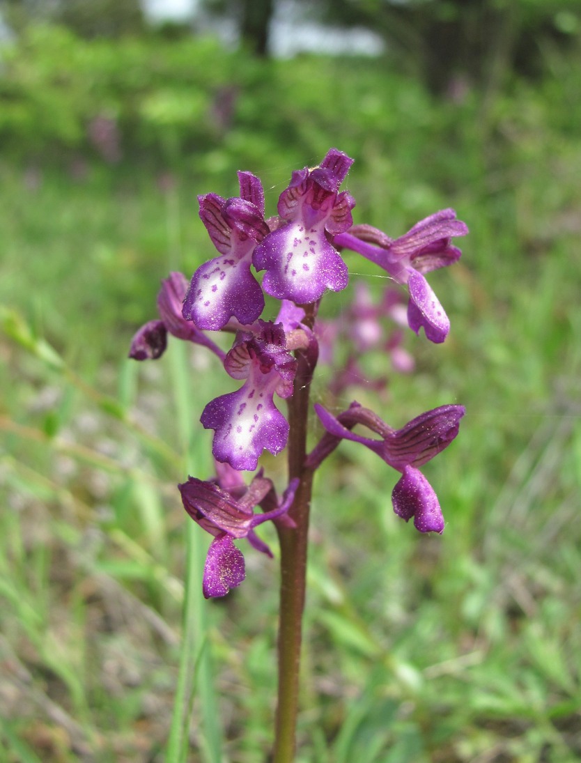 Image of Anacamptis morio ssp. caucasica specimen.