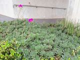 Cistanthe grandiflora