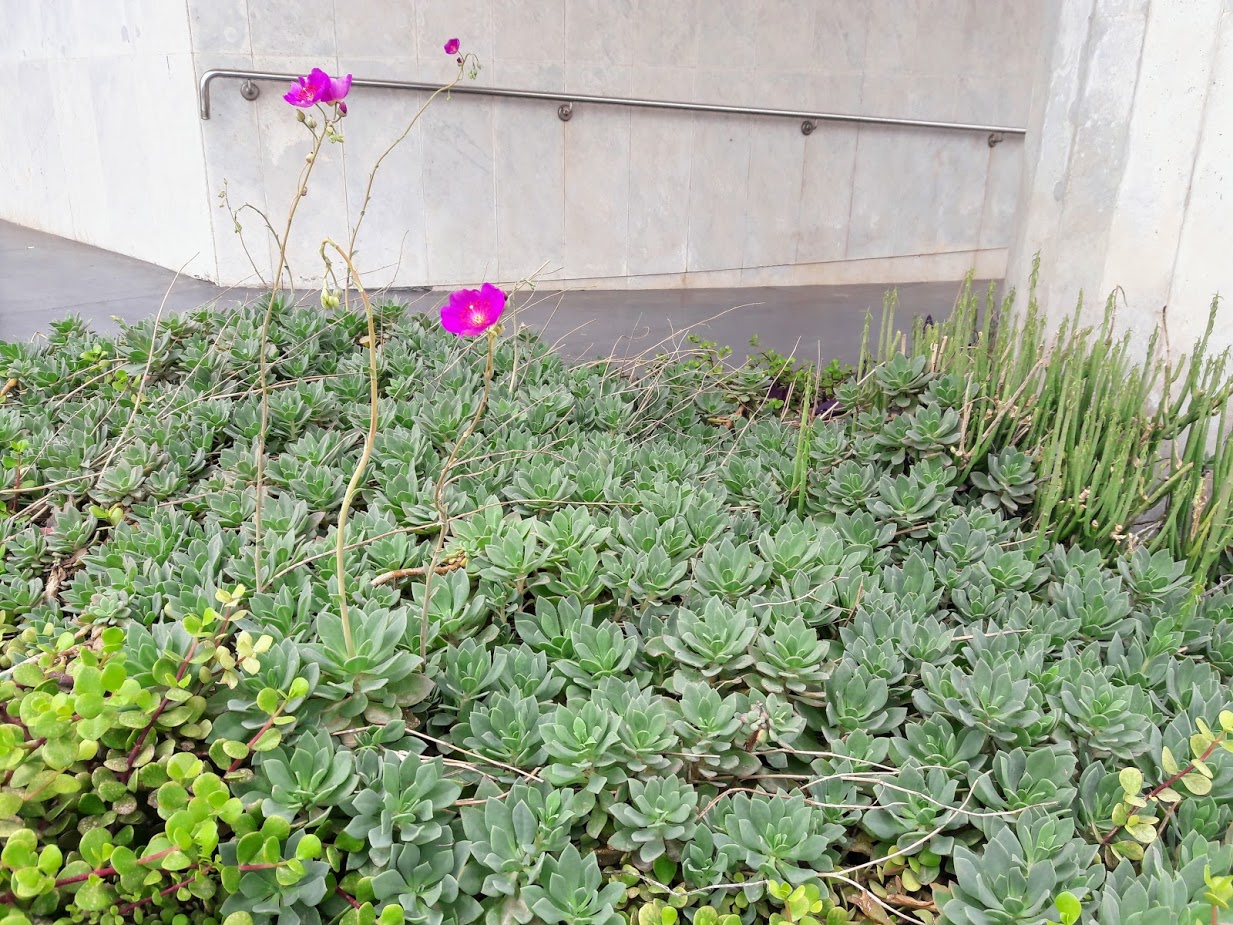 Изображение особи Cistanthe grandiflora.