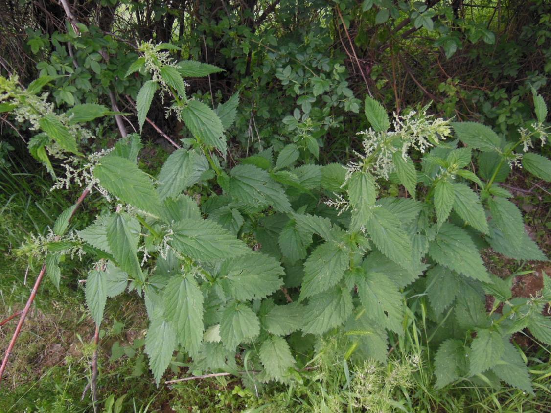 Изображение особи Urtica dioica.