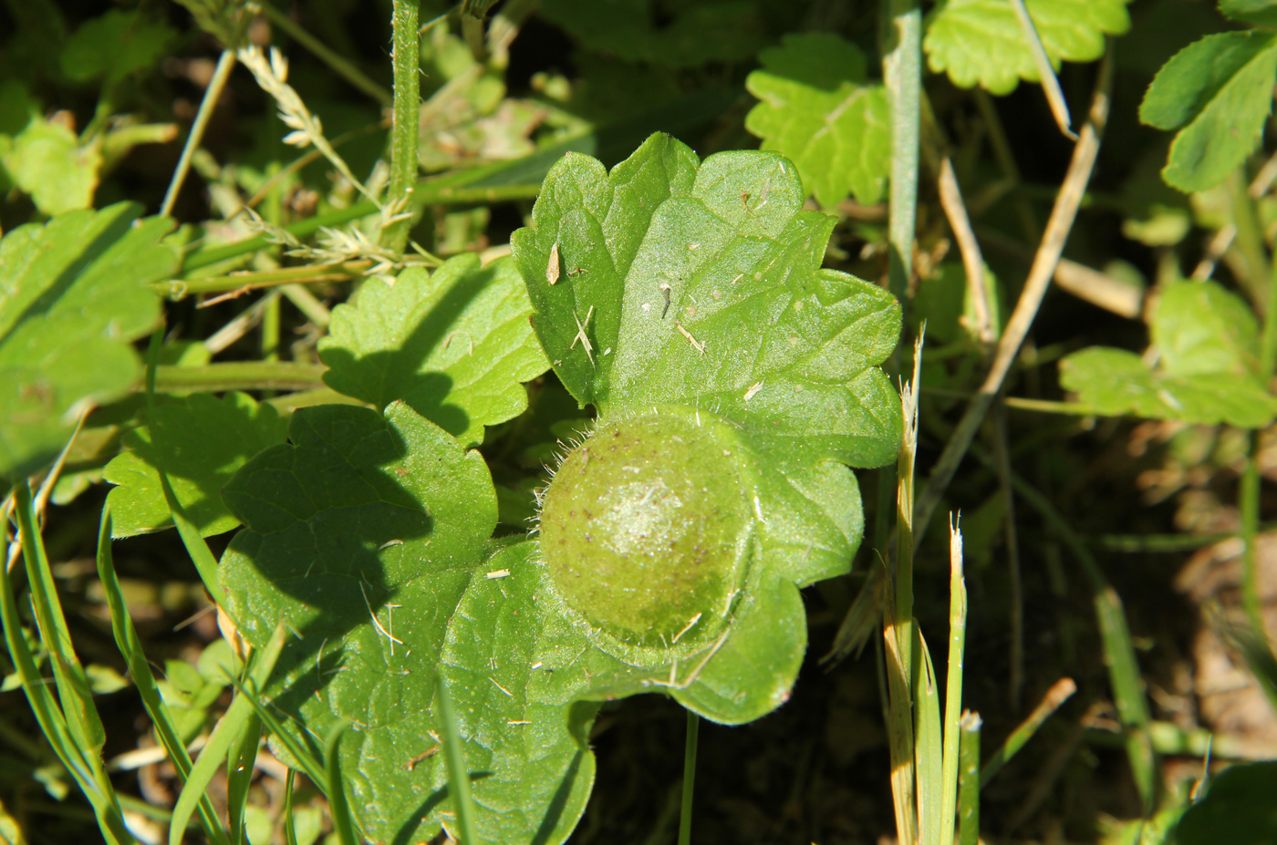 Изображение особи Glechoma hederacea.