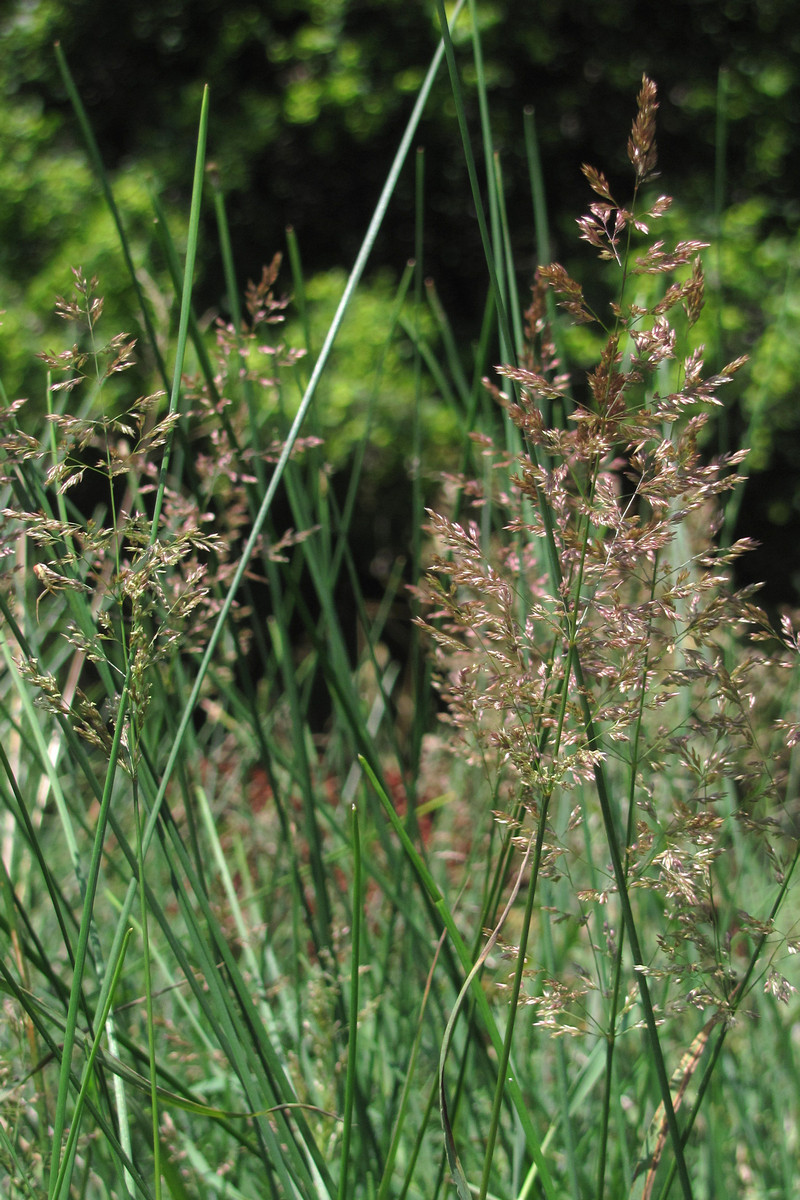 Изображение особи род Agrostis.