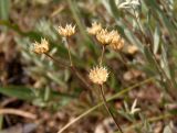 Linum czernjajevii. Веточка с вскрывшимися сухими плодами (семена высыпались). Украина, Запорожский р-н, Дурная балка, разнотравная степь. 07.07.2018.
