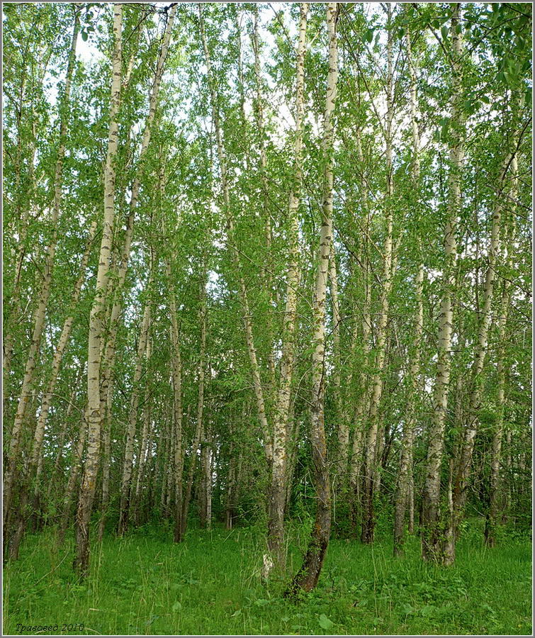Image of Populus simonii specimen.