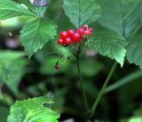 Rubus saxatilis. Верхушка растения с соплодием с созревающими плодами и пауком. Московская обл., Раменский р-н, окр. ж.-д. платформы Хрипань, смешанный лес у ЛЭП. 25.07.2018.