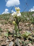 Aconitum rotundifolium. Цветущее растение (белоцветковая форма). Кыргызстан, Чуйская обл., Панфиловский р-н, вост. часть Таласского Алатау, пер. Алабель, 3175 м н.у.м., альпийская зона. 20 июля 2018 г.