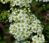 Spiraea media