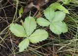 Fragaria viridis. Листья с аномальным числом листочков. Казахстан, Восточно-Казахстанская обл., Глубоковский р-н, окр. с. Кожохово, поросший кустарниками склон сопки СЗ экспозиции. 25.07.2018.