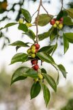 Ficus obliqua. Верхушка ветки с соплодиями. Израиль, восточный берег оз. Кинерет, оборудованный пляж, в культуре. 24.08.2018.