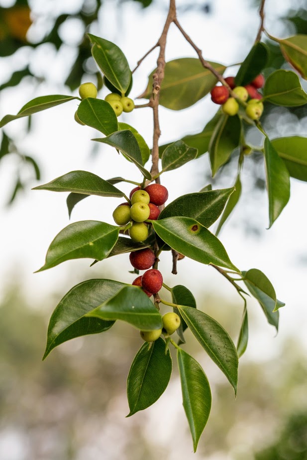 Image of Ficus obliqua specimen.
