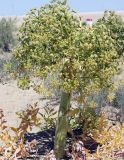 Ferula foetida
