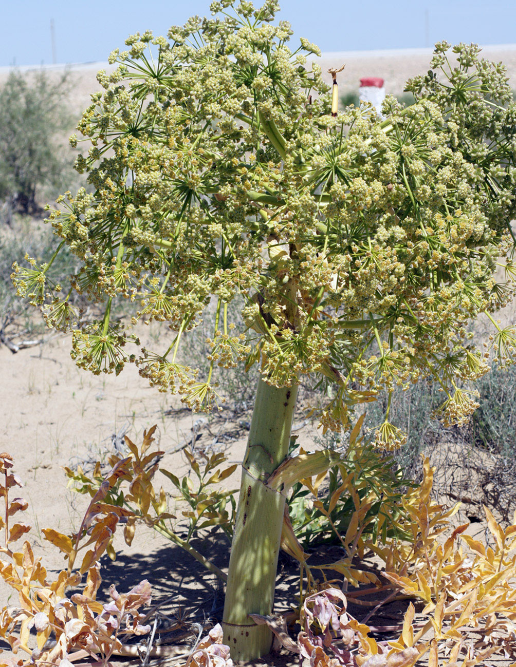 Изображение особи Ferula foetida.