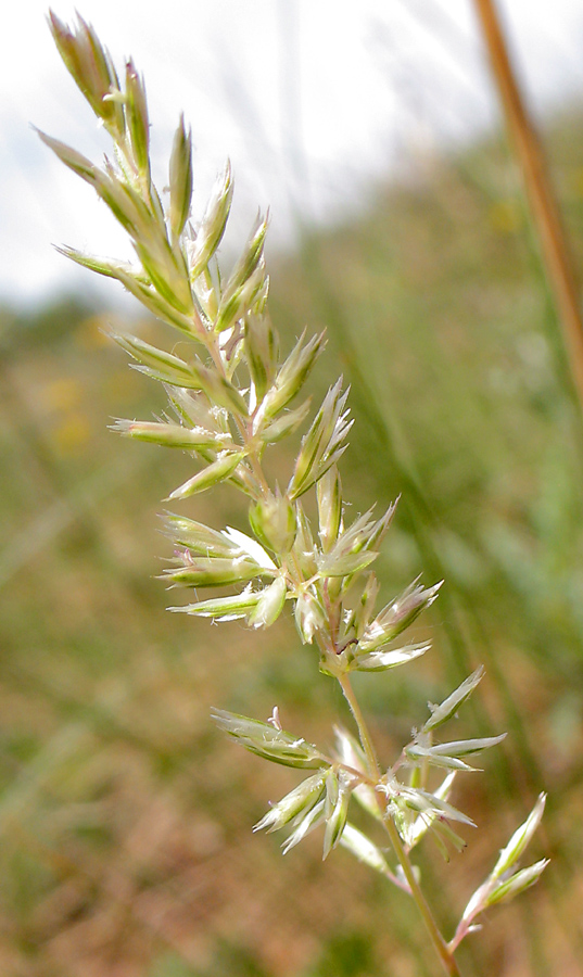 Image of Koeleria macrantha specimen.