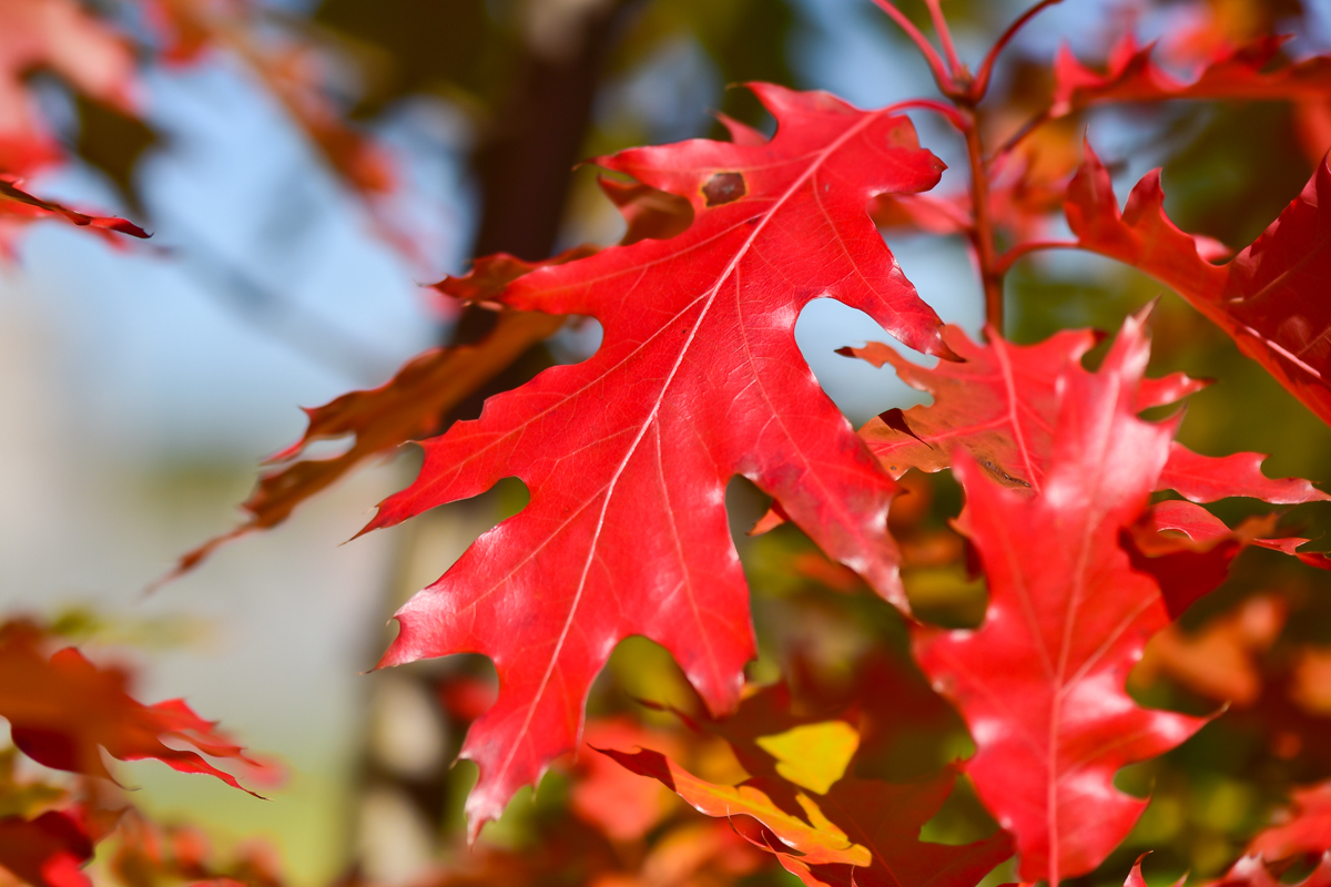 Изображение особи Quercus rubra.