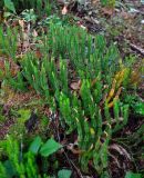 Lycopodium annotinum. Спороносящие растения. Мурманская обл., Хибины, долина р. Кунийок, хвойный лес. 10.08.2018.