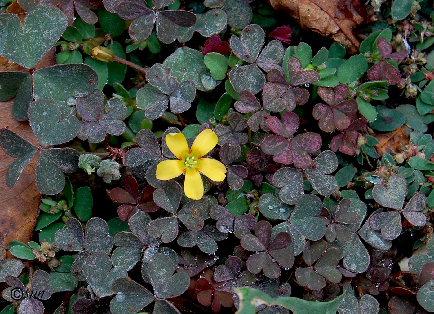 Изображение особи Oxalis corniculata.