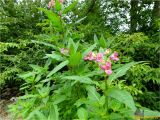 Impatiens glandulifera. Верхушки растений с соцветиями. Украина, Ивано-Франковская обл., Болеховский горсовет, Поляницкий сельсовет, Поляницкий региональный ландшафтный парк, кустарниковые заросли на берегу р. Сукель. 13.07.2018.