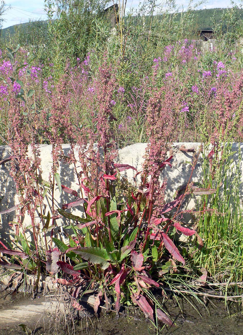 Image of genus Rumex specimen.