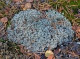 Cladonia rangiferina