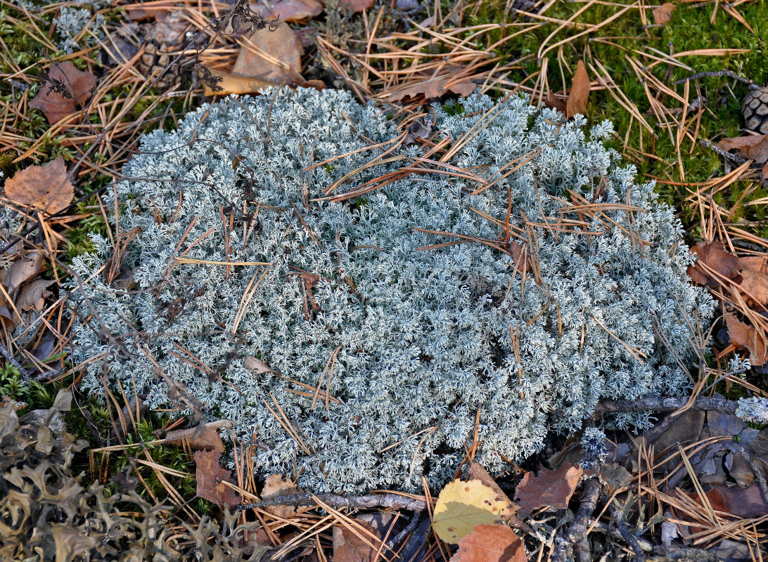 Image of Cladonia rangiferina specimen.