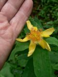 Hypericum ascyron