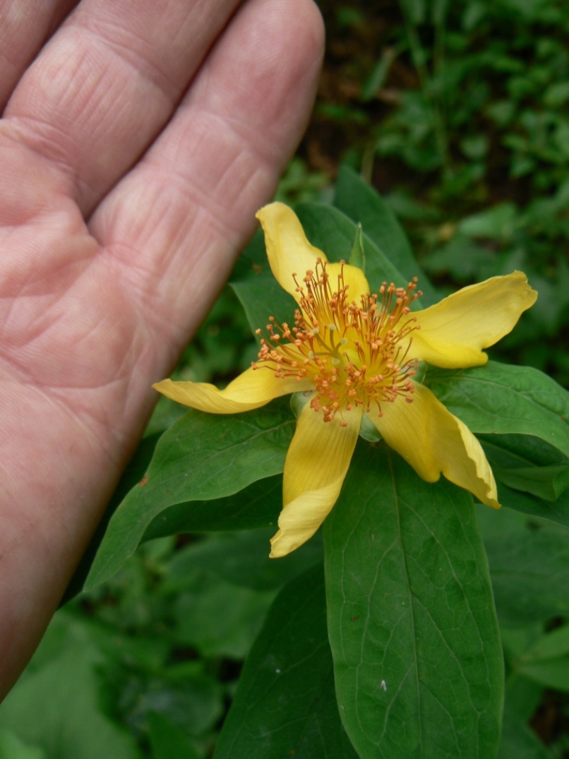 Image of Hypericum ascyron specimen.