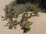 Juniperus subspecies macrocarpa