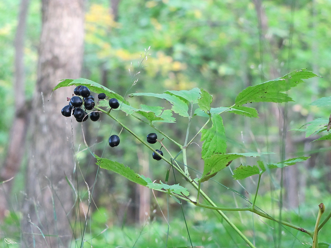 Image of Actaea spicata specimen.