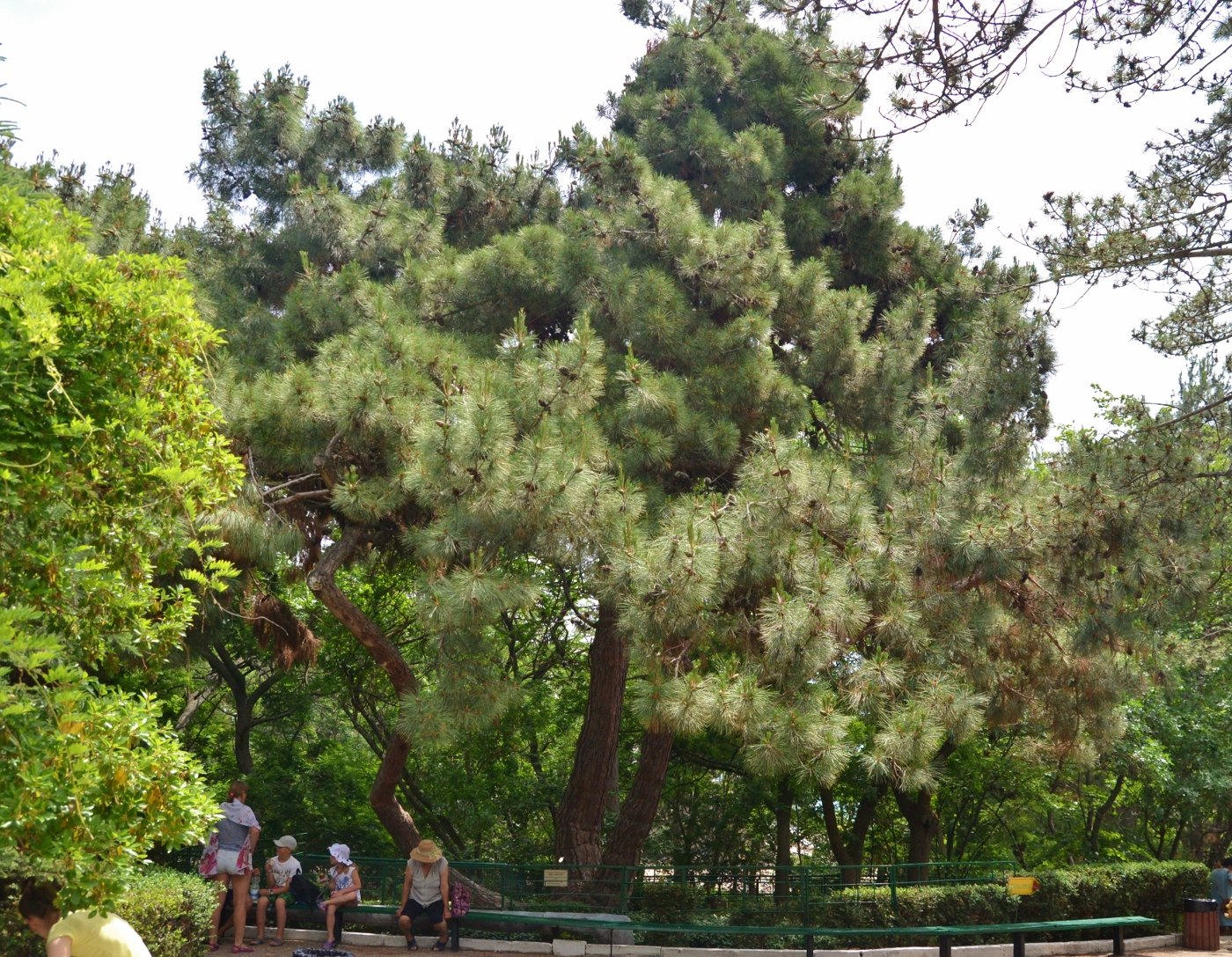 Image of Pinus pityusa specimen.