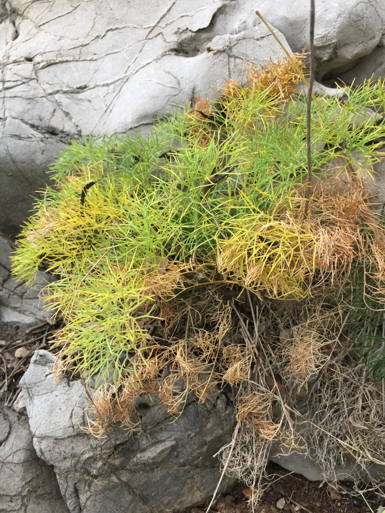 Image of familia Apiaceae specimen.