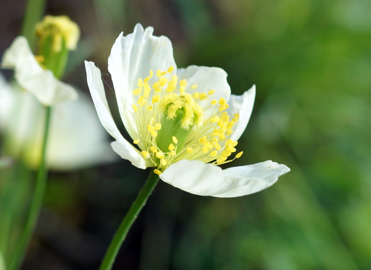 Image of Papaver nudicaule ssp. gracile specimen.