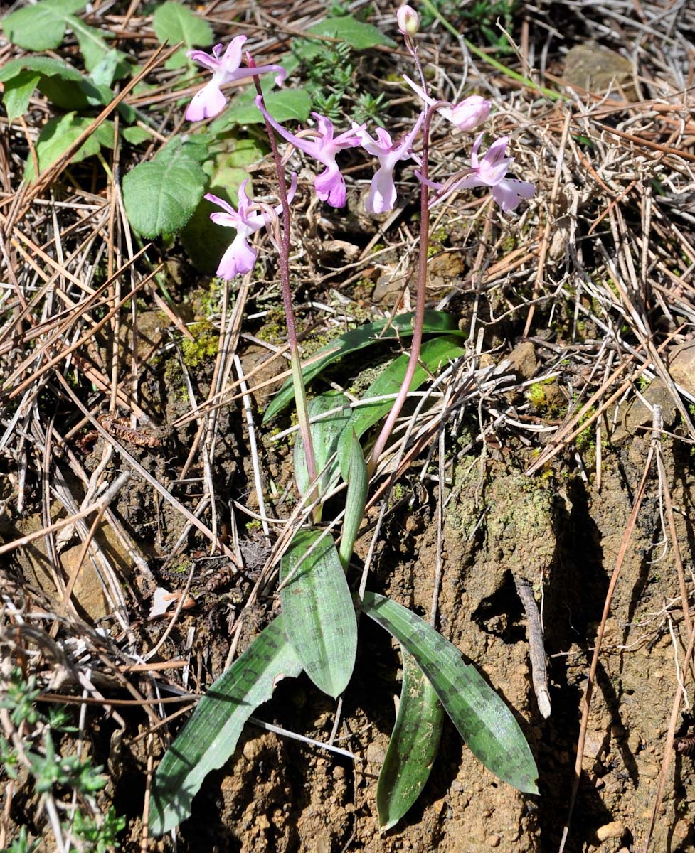 Изображение особи Orchis troodi.