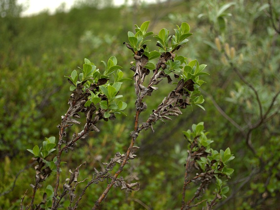 Image of Salix myrsinites specimen.