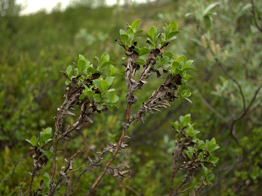 Изображение особи Salix myrsinites.