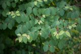 Cercidiphyllum japonicum