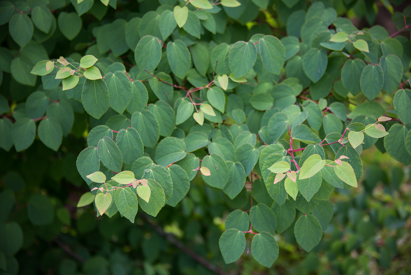 Image of Cercidiphyllum japonicum specimen.