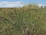 Schoenus nigricans