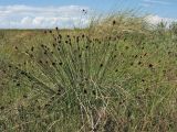 Schoenus nigricans. Плодоносящее растение. Нидерланды, Северное море, о-в Схирмонниког, засоленный приморский луг. 17 июля 2010 г.