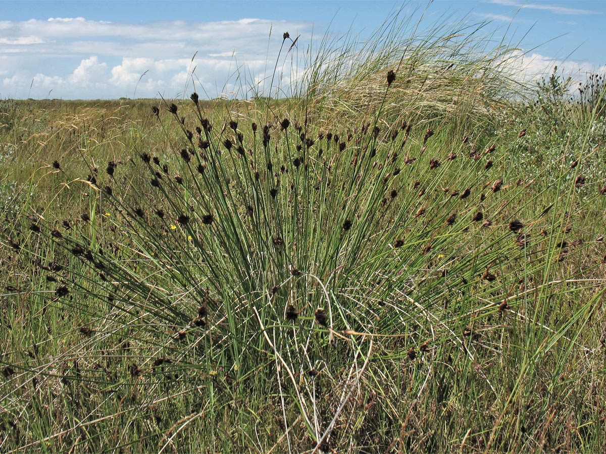 Image of Schoenus nigricans specimen.