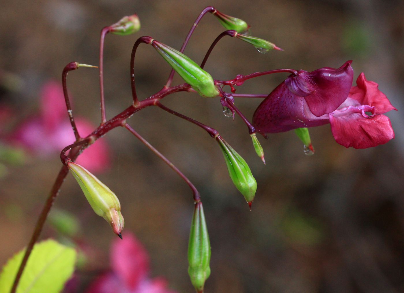 Изображение особи Impatiens glandulifera.