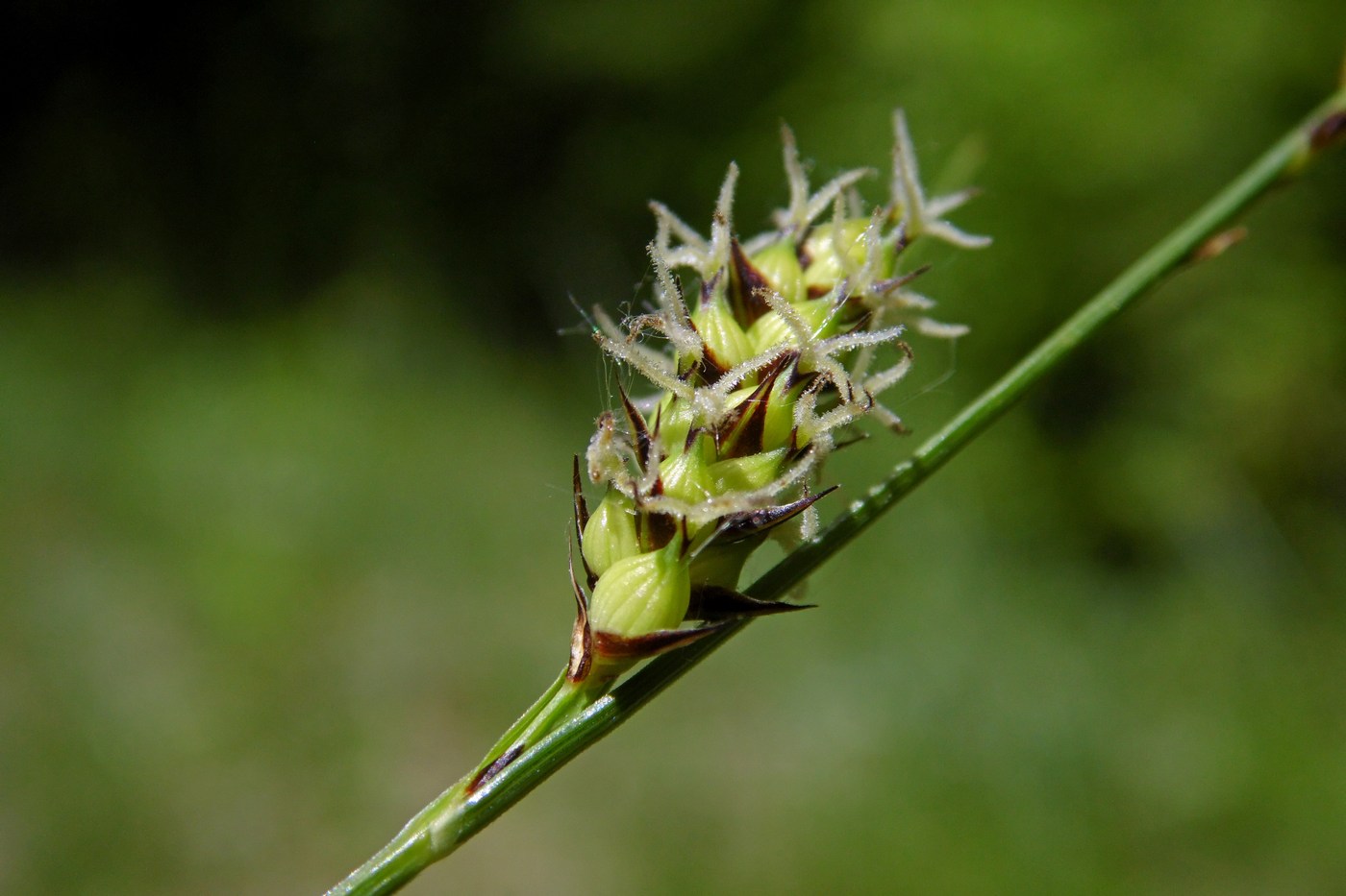 Изображение особи Carex melanostachya.