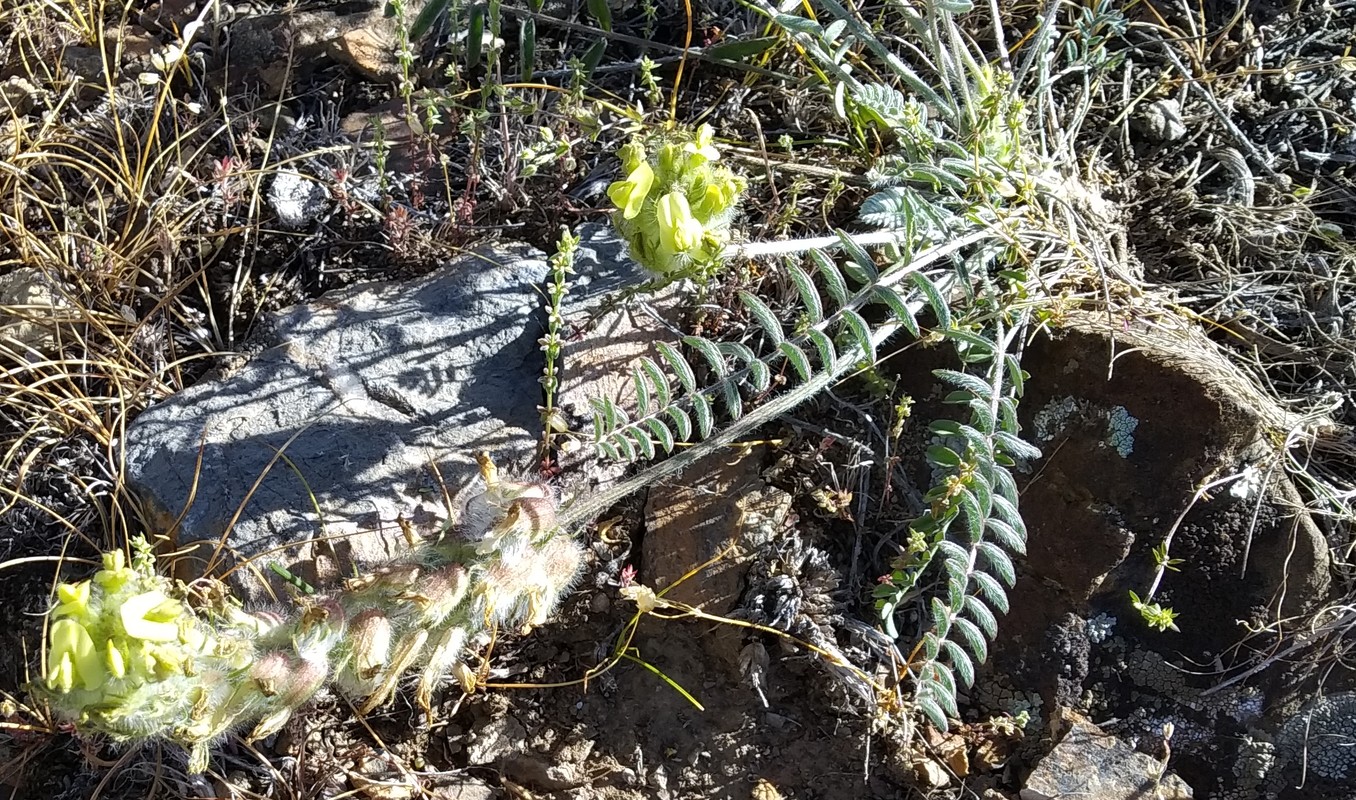 Изображение особи Astragalus mollis.