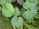 Caltha palustris. Листья. Украина, Закарпатская обл., Межгорский р-н, НПП Синевир. 24.06.2010.