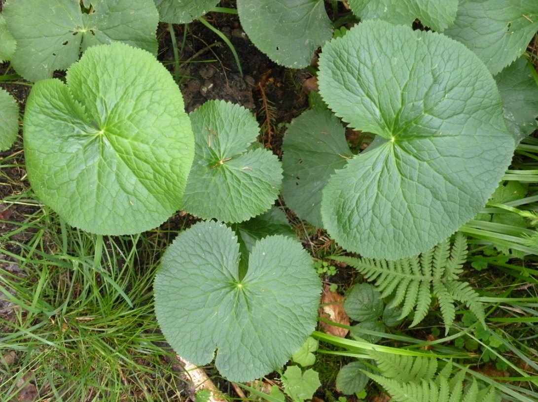 Image of Caltha palustris specimen.